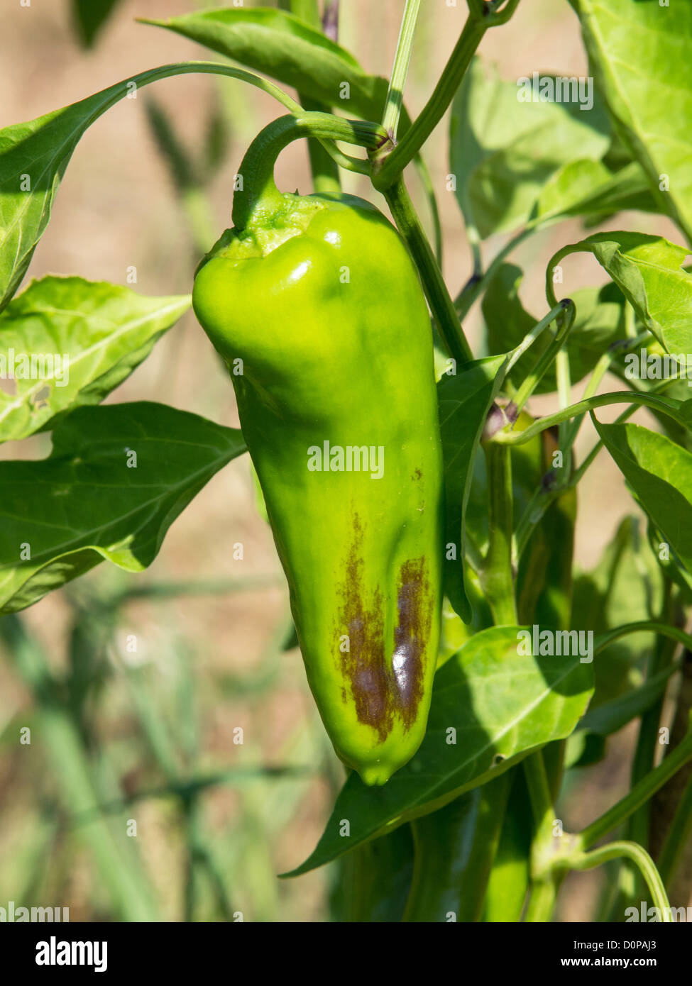 green pepper growing in the garden Stock Photo - Alamy