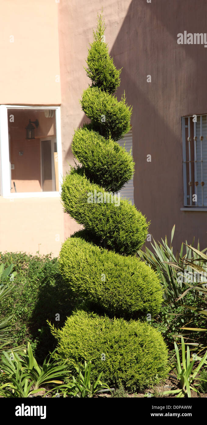 Decorative cut fir tree Stock Photo Alamy