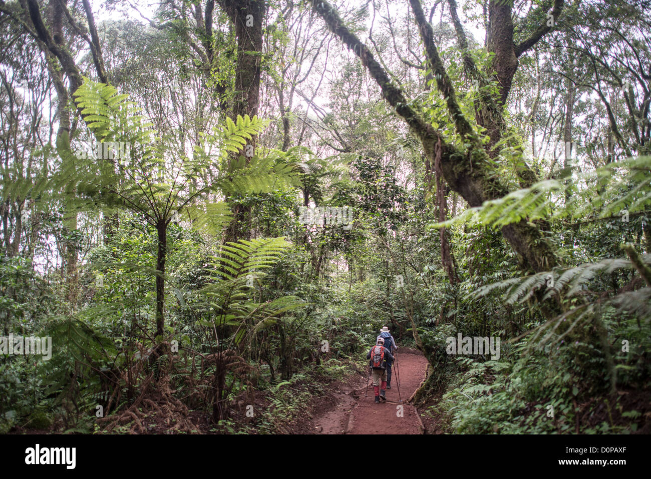 MT KILIMANJARO, Tanzania - A group of hikers on the steep trail descending through the forest from Mweka Camp to Mweka Gate at the end of an expedition climbing Mt Kilimanjaro. Stock Photo