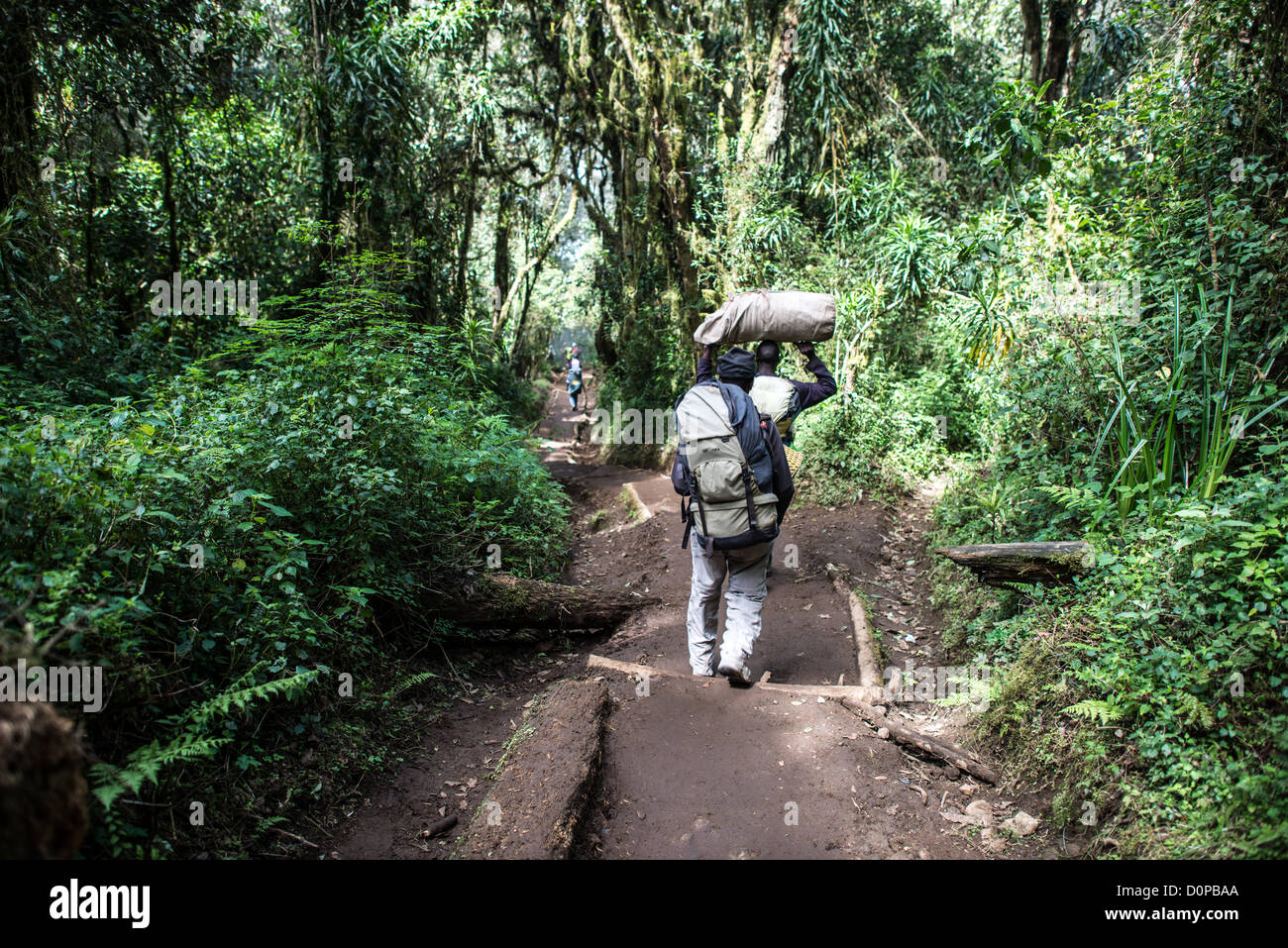 MOUNT KILIMANJARO, Tanzania — Porters carry their loads along the muddy Mweka Trail on Mount Kilimanjaro. The Mweka Route serves as one of the primary descent paths for climbers on Africa's highest peak, located in northern Tanzania near the border with Kenya. Mount Kilimanjaro rises to 19,341 feet above sea level and attracts thousands of climbers annually. The mountain's porter system provides essential support services for trekking expeditions, with local guides and porters carrying equipment and supplies along the various routes. The Mweka Trail typically experiences muddy conditions due t Stock Photo