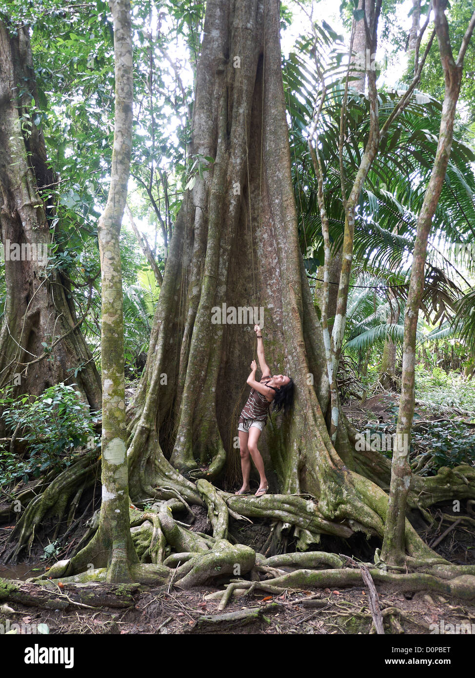 woman posing at a Kapok Tree; Ceiba pentandra; rainforest; Puerto Viejo de Talamanca; Costa Rica; Central America Stock Photo