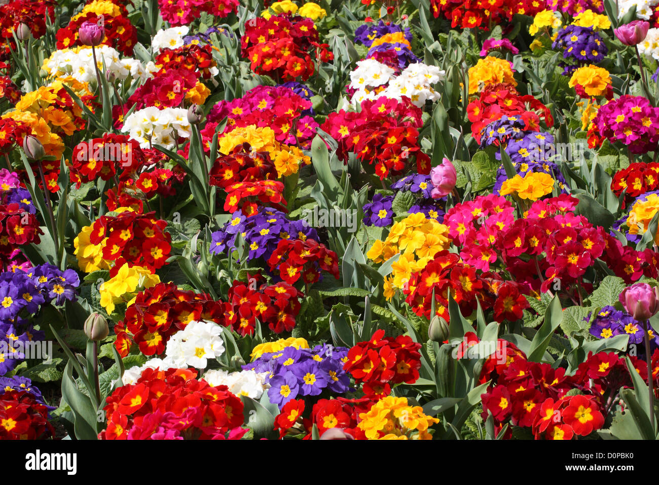 Garden Flower Bed Border High Resolution Stock Photography and Images ...