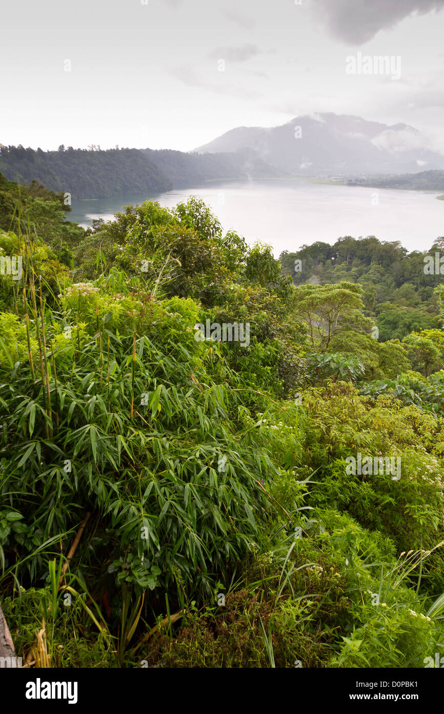 Balinese jungle hi-res stock photography and images - Alamy