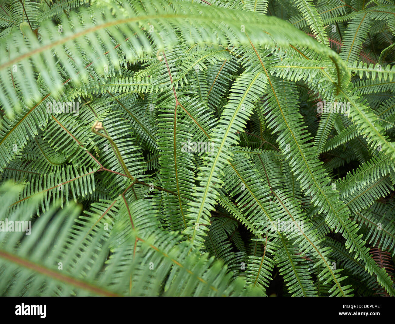 ferns,Volcano Arenal National Park,observatory,Costa Rica,Central America Stock Photo