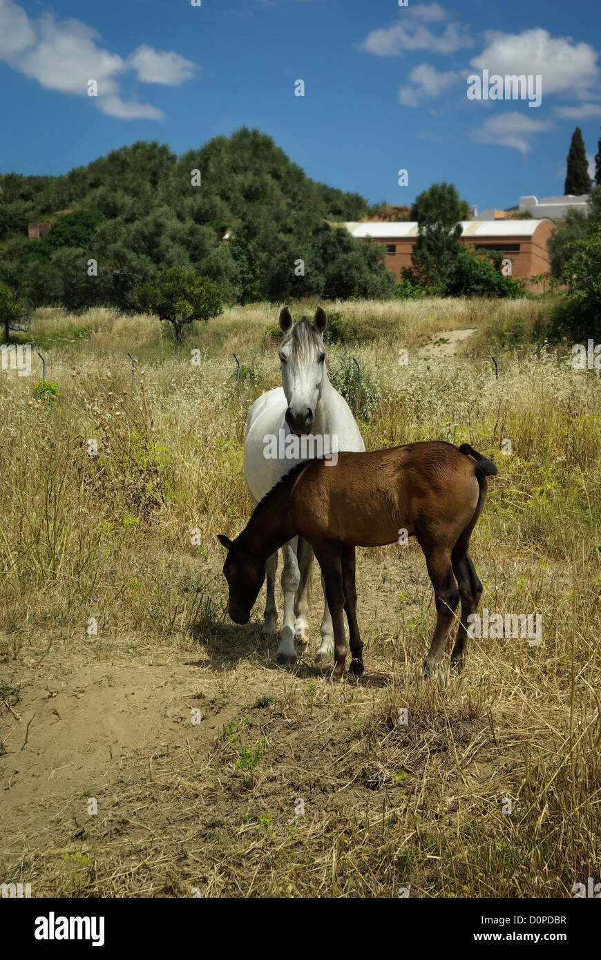 Mother horse with her foal in a field Stock Photo