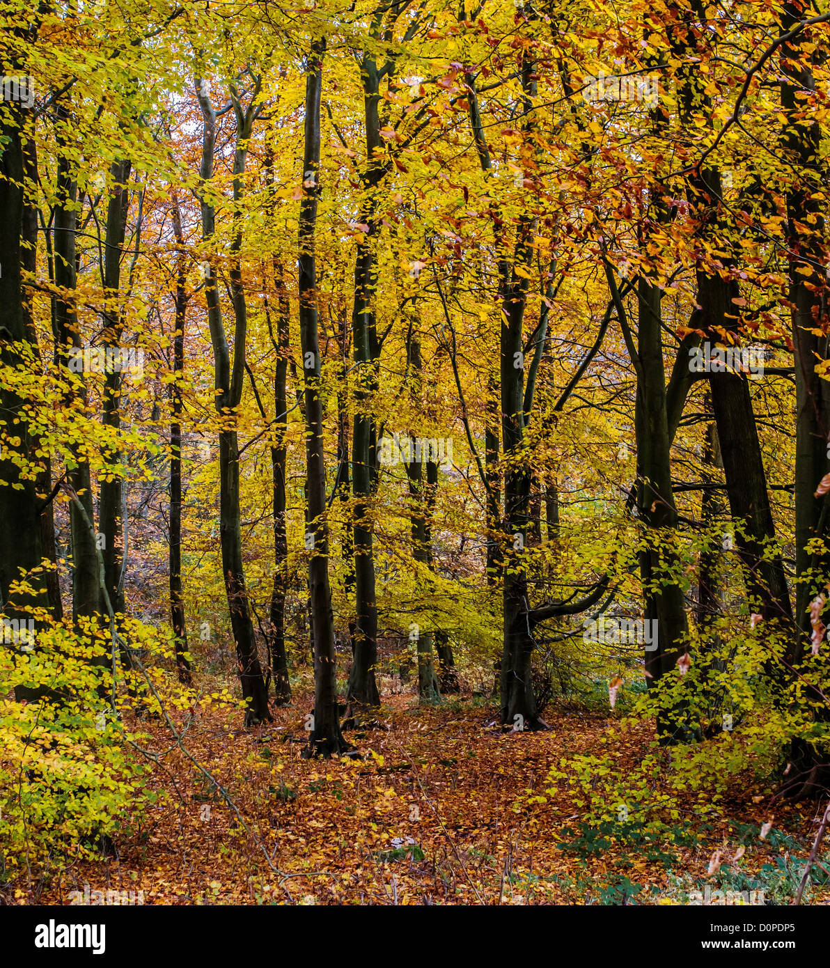 Young Beech ( Fagus sylvatica ) wood in Autumn UK Stock Photo