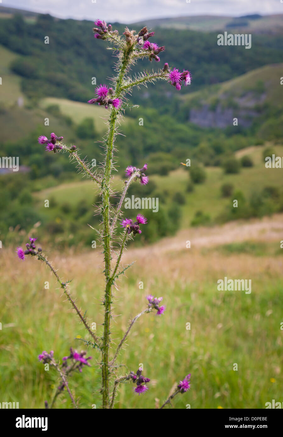 Welted Thistle Carduus acanthoides growing on limestone upland in the Derbyshire Dales UK Stock Photo