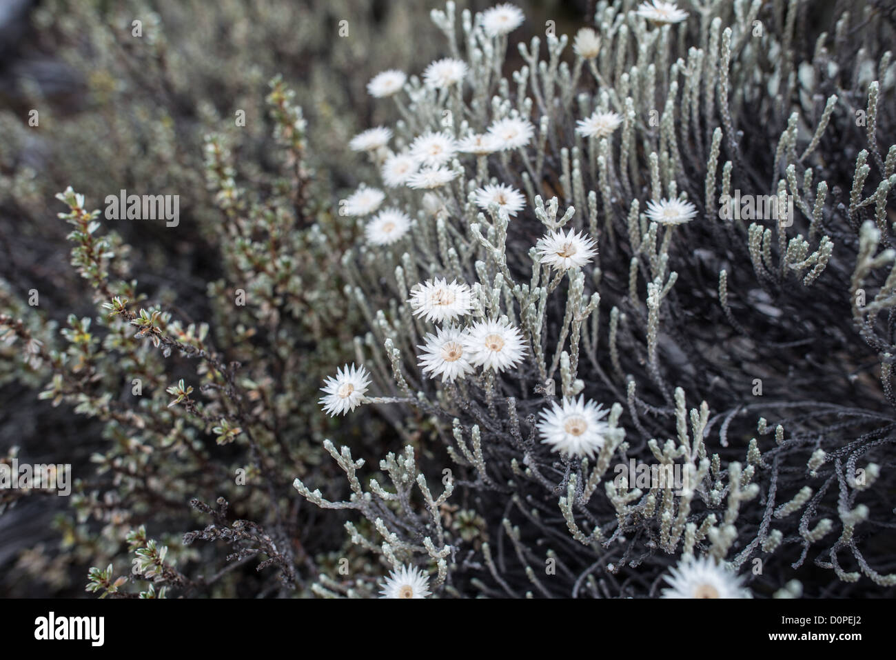 MT KILIMANJARO, Tanzania - Everlastings (Helichrysum) in flower in the heath zone of Mt Kilimanjaro. These are a distinctive and common plant in this elevation of the mountain. Stock Photo