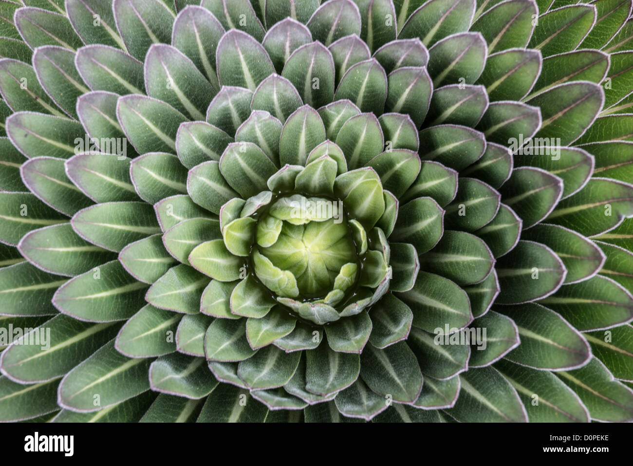 MT KILIMANJARO, Tanzania - The head of a Giant Lobelia, a common east African mountain plant, seen from directly above. Stock Photo