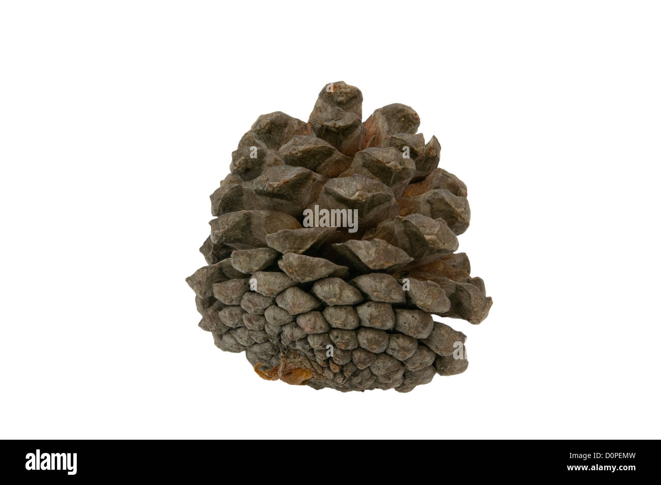 Fir Cone against a White Background Stock Photo