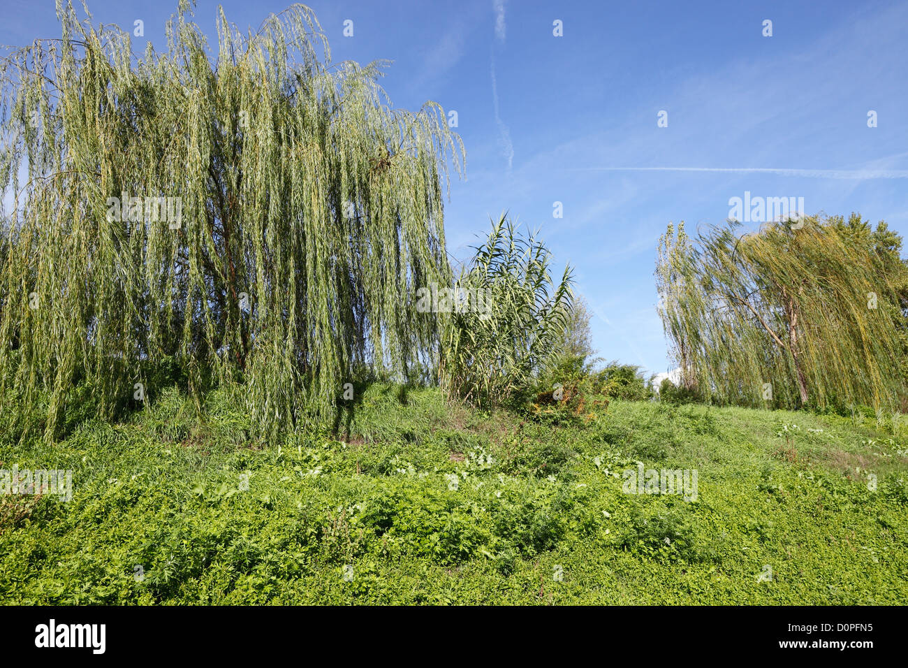 The season of weeping willows Stock Photo