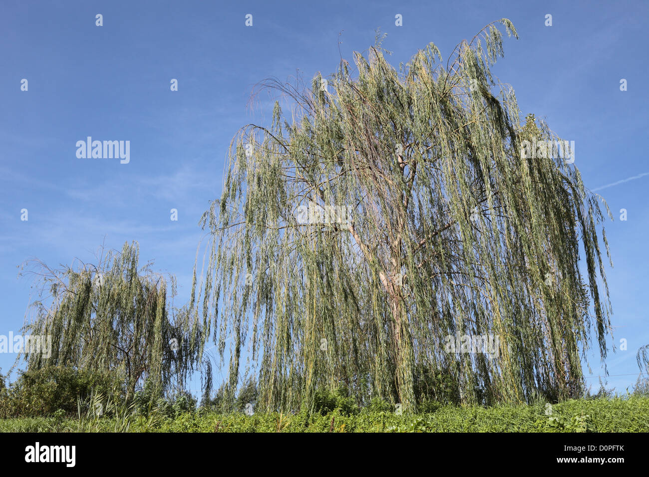 Forest of weeping willows Stock Photo