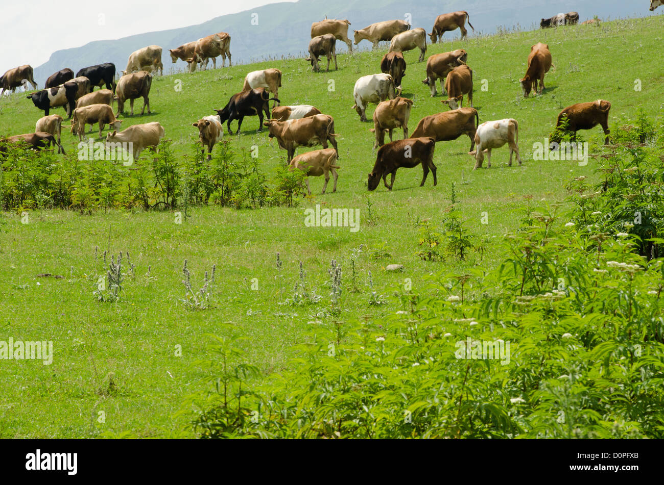 Cows grazing on the green field Stock Photo - Alamy