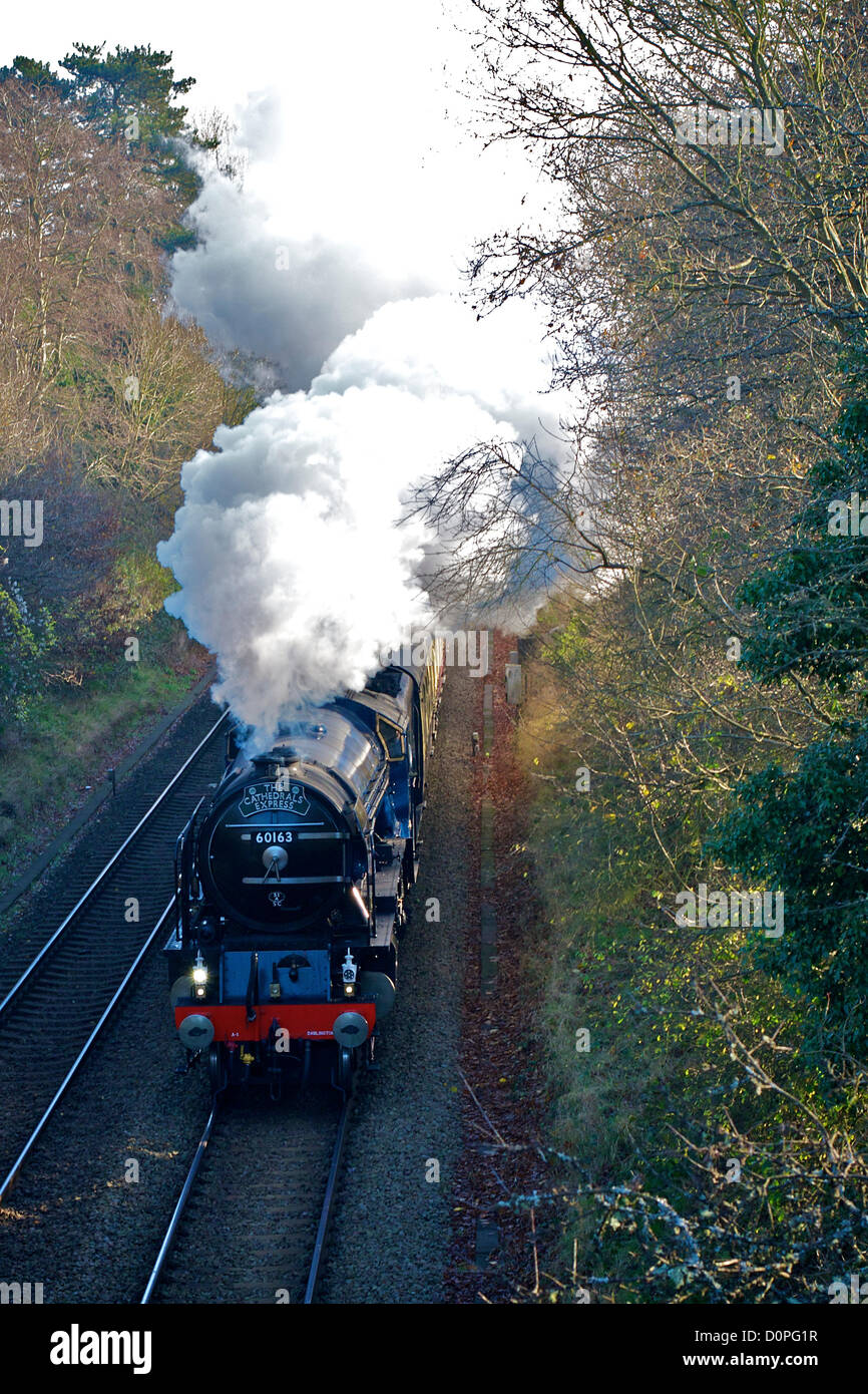 Surrey Hills, UK. In its new blue livery, the 60163 LNER A1 Class 4-6-2 Tornado Steam Locomotive 'Cathedrals Express' Railway Train pictured powering out of the mist under a full head of steam as it accelerates out of Reigate Station, Surrey and speeds through  the Surrey Hills en route from Victoria to Bristol Temple Meads 1050hrs Thursday 29th November 2012 Stock Photo