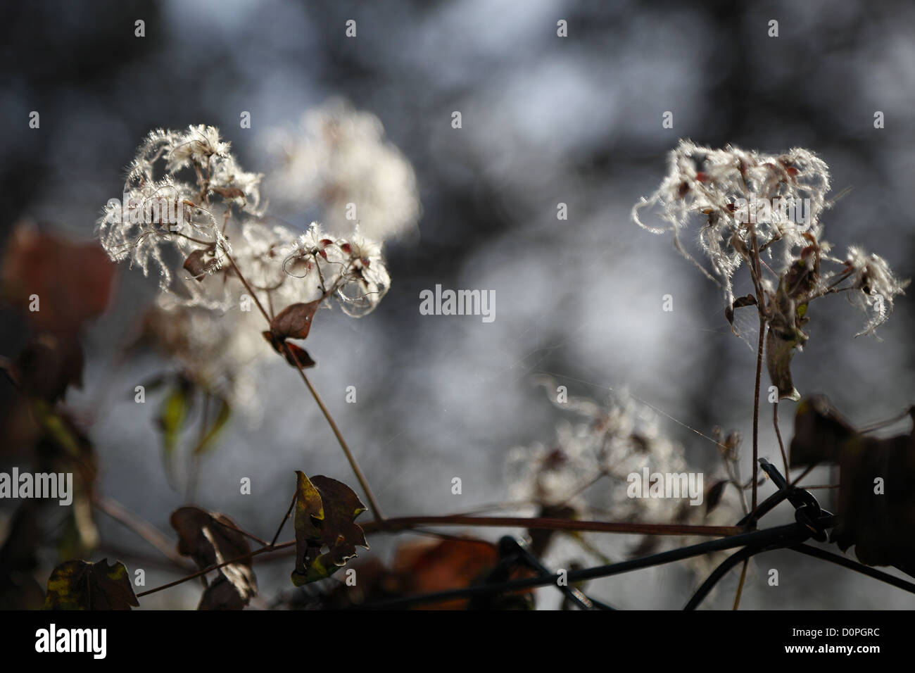 Periods of the year, fragile flowers of autumn Stock Photo