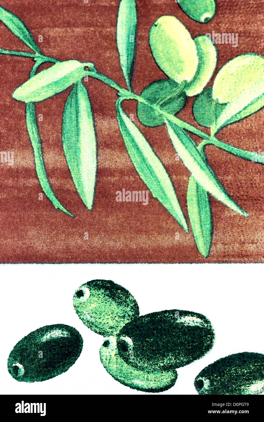 Green olives on branch. Illustration Stock Photo - Alamy