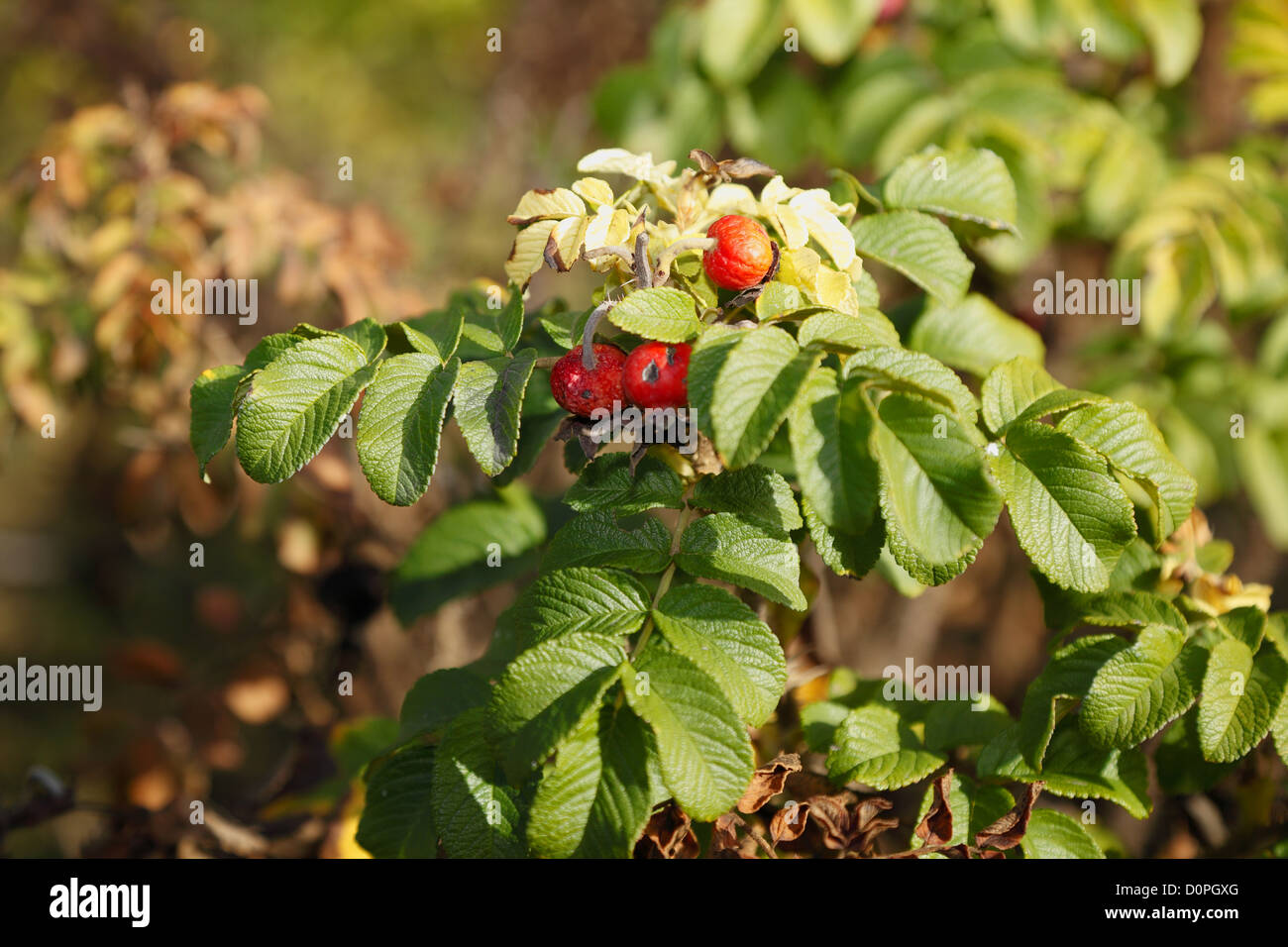 The Calendar of the seasons, wild roses in autumn Stock Photo