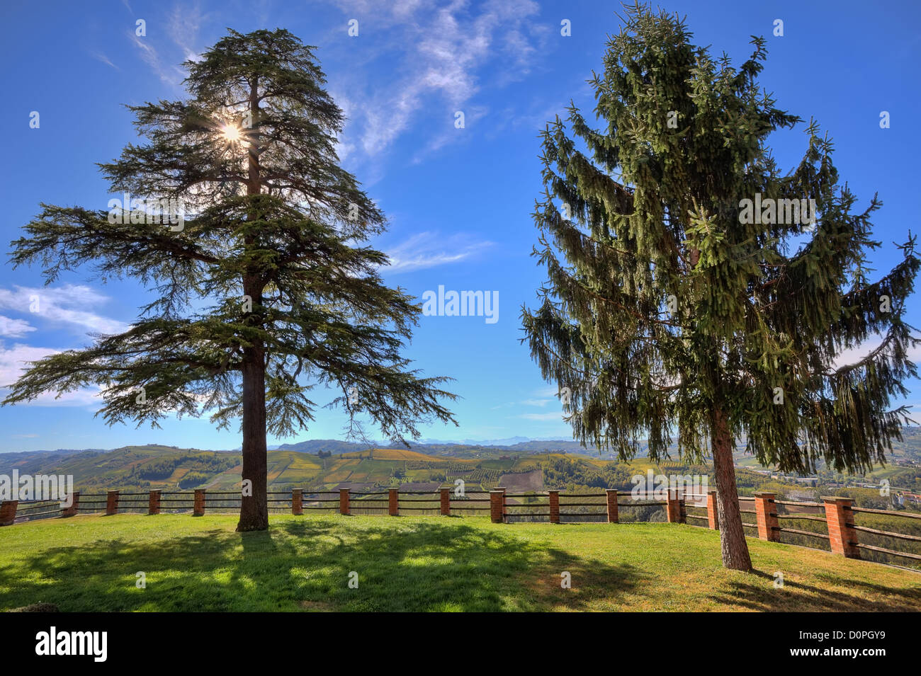 Two trees on the green lawn and sun breaking through the branches under beautiful blue sky in Piedmont, Northern Italy. Stock Photo