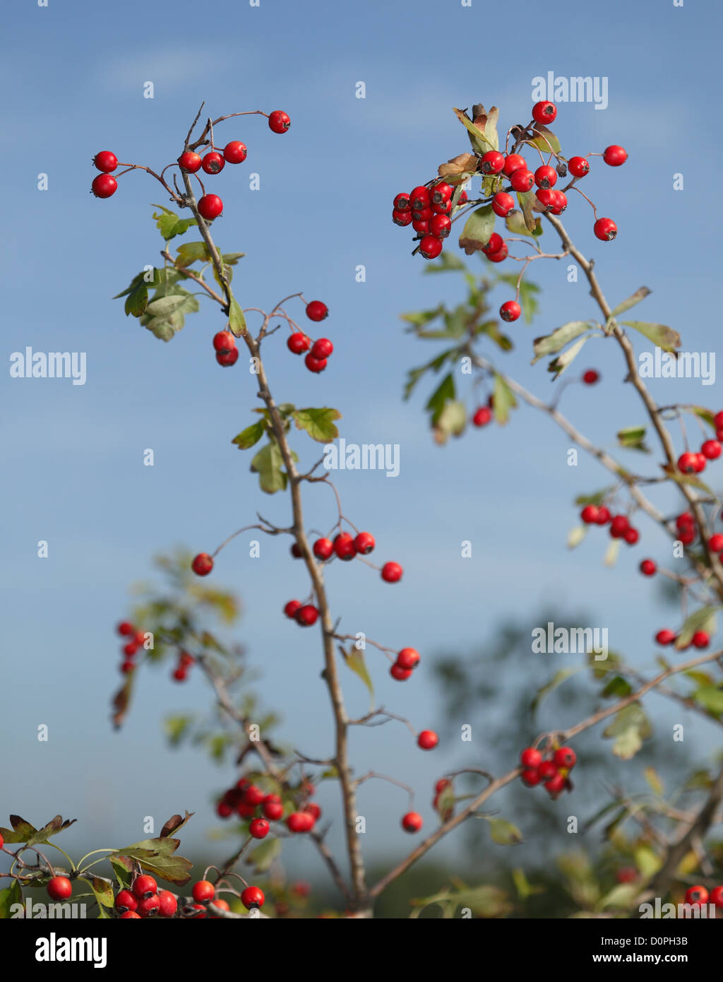 The Calendar of the seasons, hawthorn in autumn Stock Photo