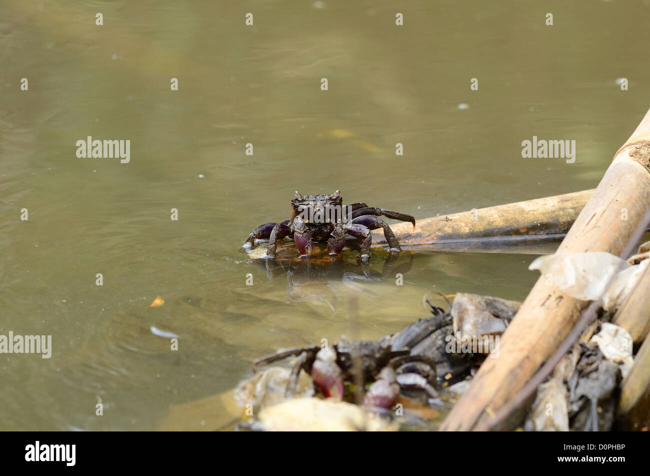 beautiful Meder's Mangrove crabs (Sesarma mederi) climbing on bamboo to escape from water Stock Photo