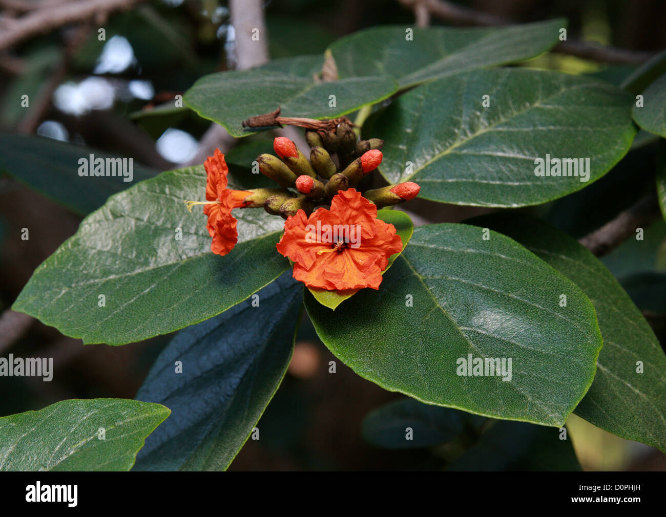Aloe Wood, Anacahuita, Anaconda, Geiger Tree, Cordia sebestena, Boraginaceae. Tropical Americas. Stock Photo