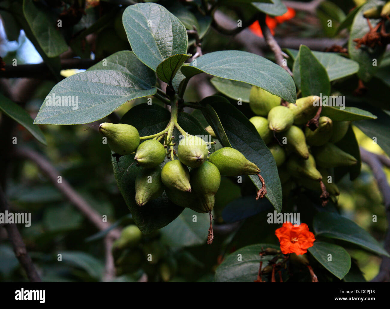 Aloe Wood, Anacahuita, Anaconda, Geiger Tree, Cordia sebestena, Boraginaceae. Tropical Americas. Fruits. Stock Photo