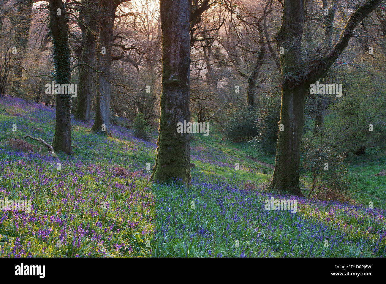 Bluebell Woods, Dorset, England, UK Stock Photo