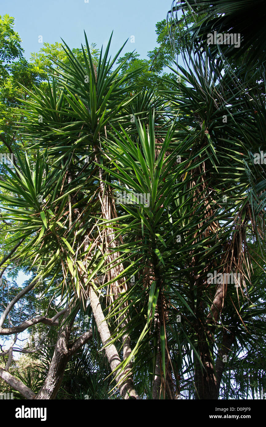 Giant Yucca, Yucca gigantea, Asparagaceae. Mexico and Panama, Central Americas. Stock Photo