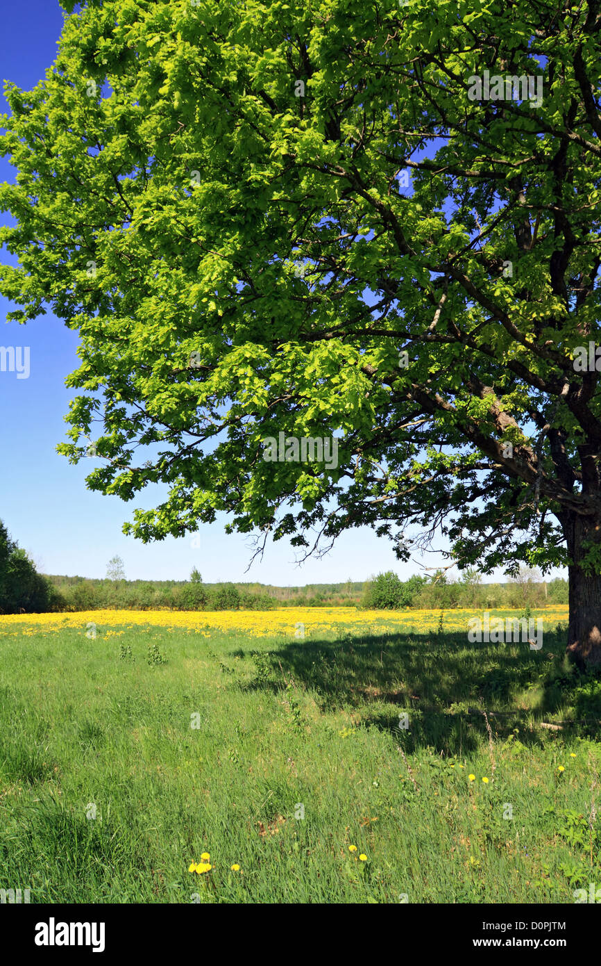oak on field Stock Photo