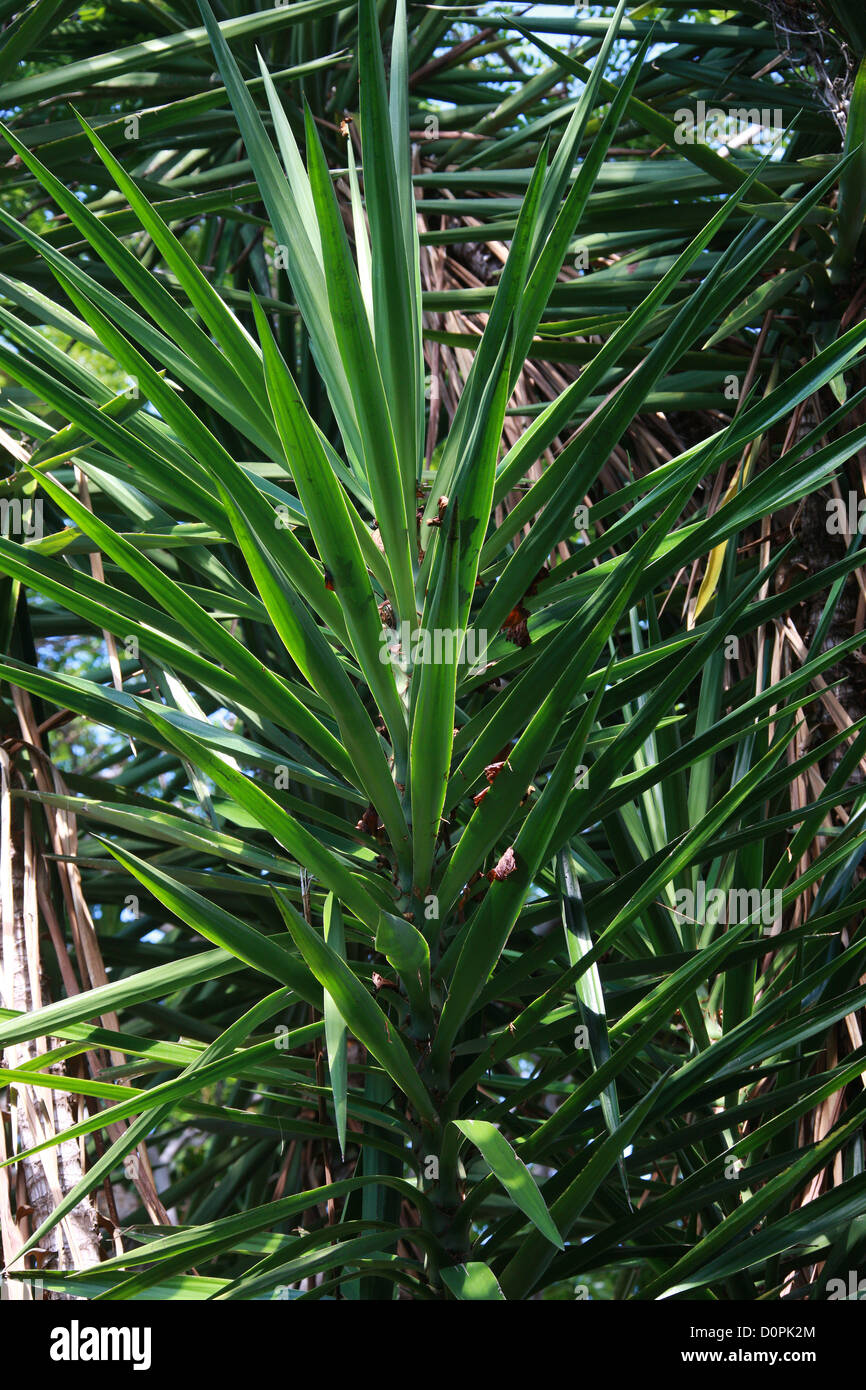 Giant Yucca, Yucca gigantea, Asparagaceae. Mexico and Panama, Central Americas. Stock Photo