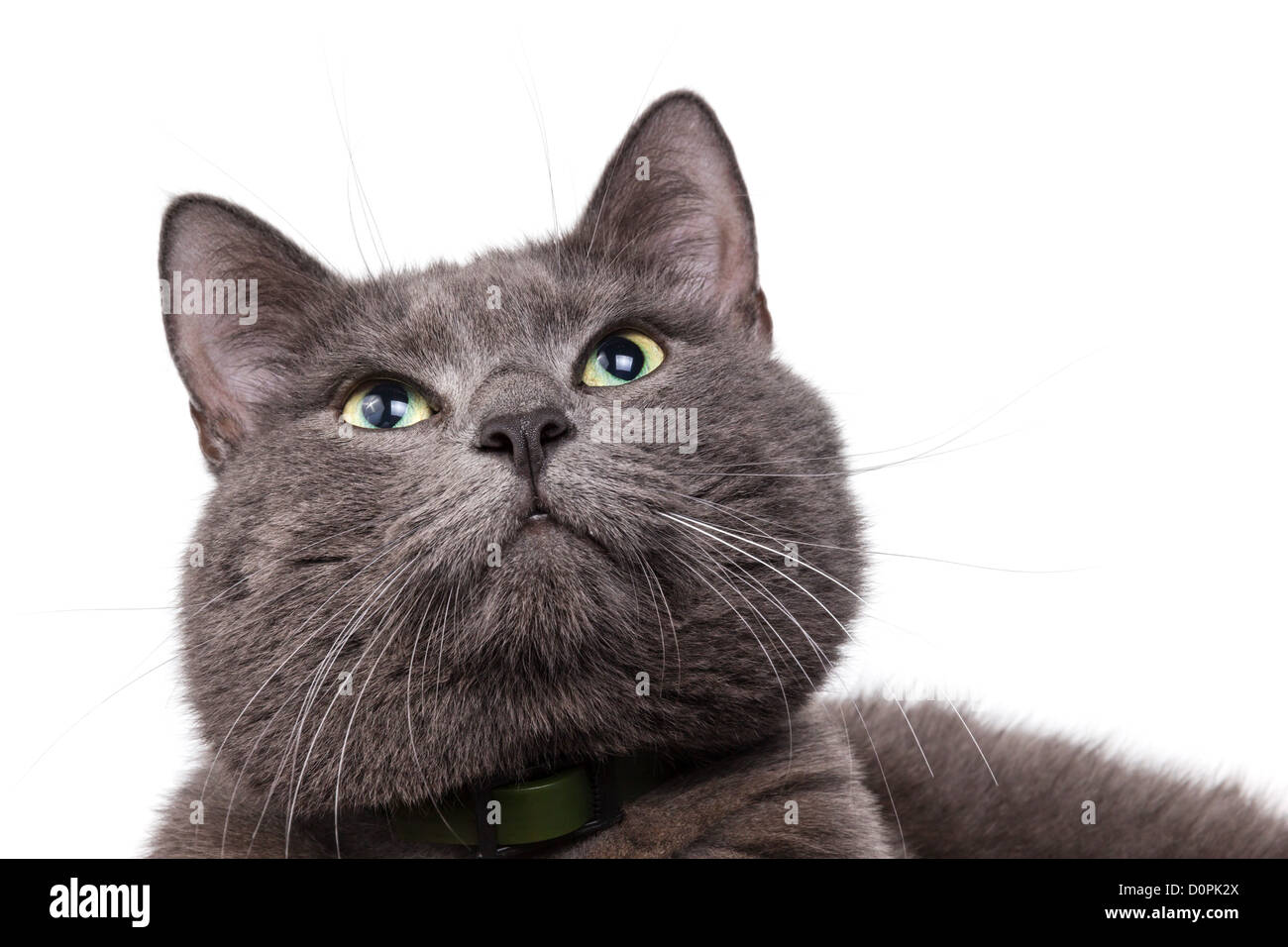 cute russian blue cat with white copyspace Stock Photo Alamy