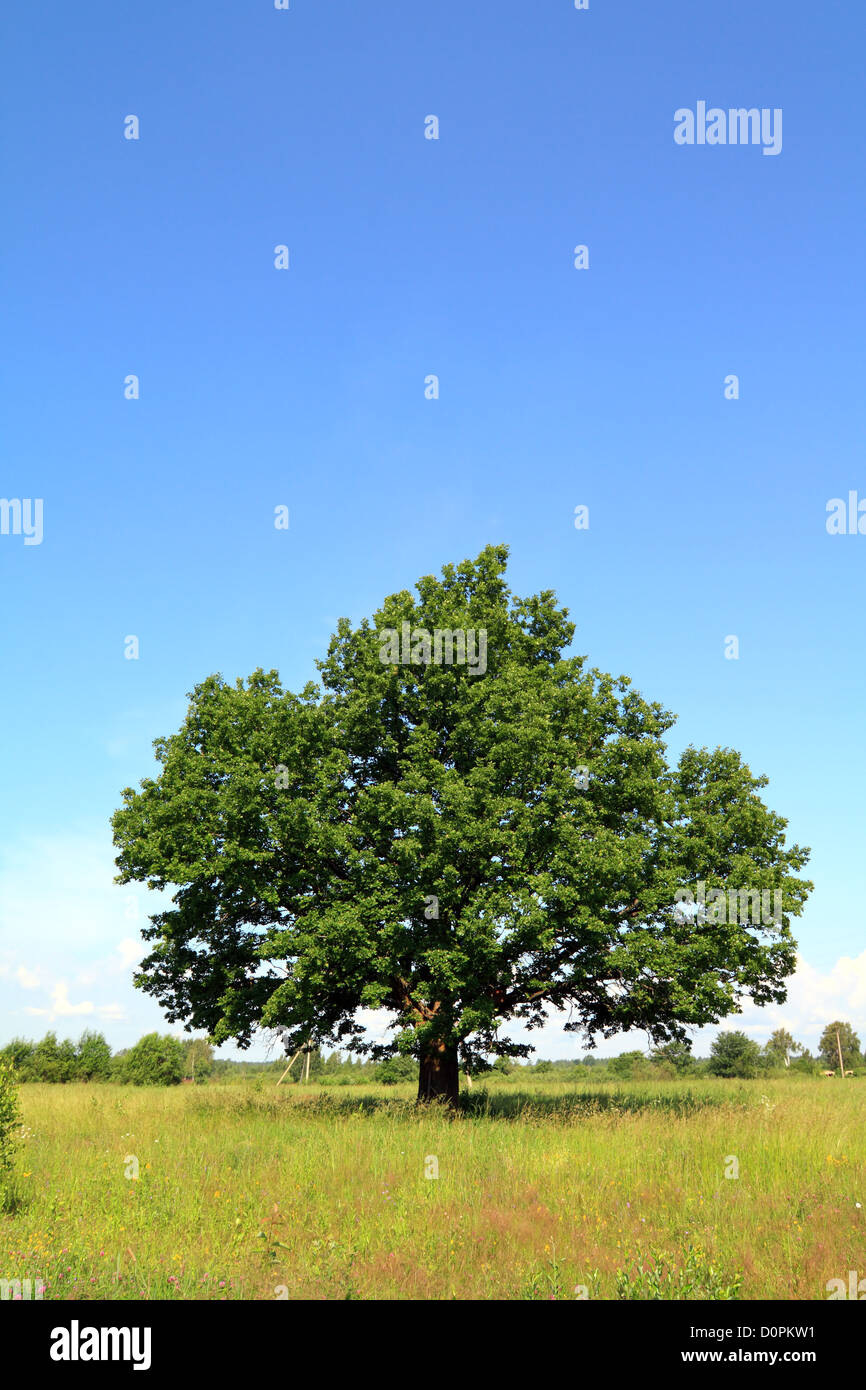 oak on field Stock Photo