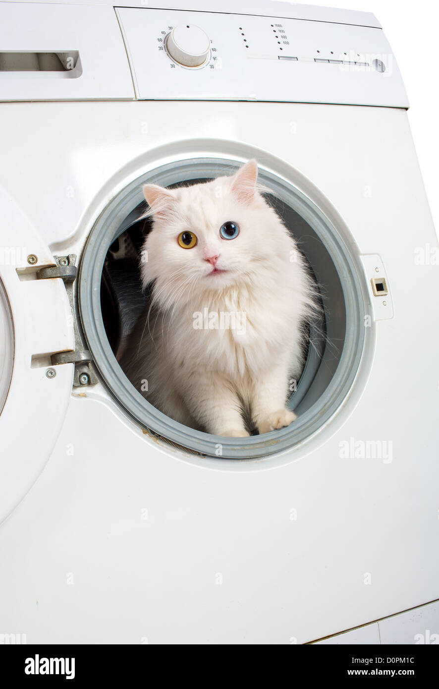 washing machine and cat Stock Photo Alamy