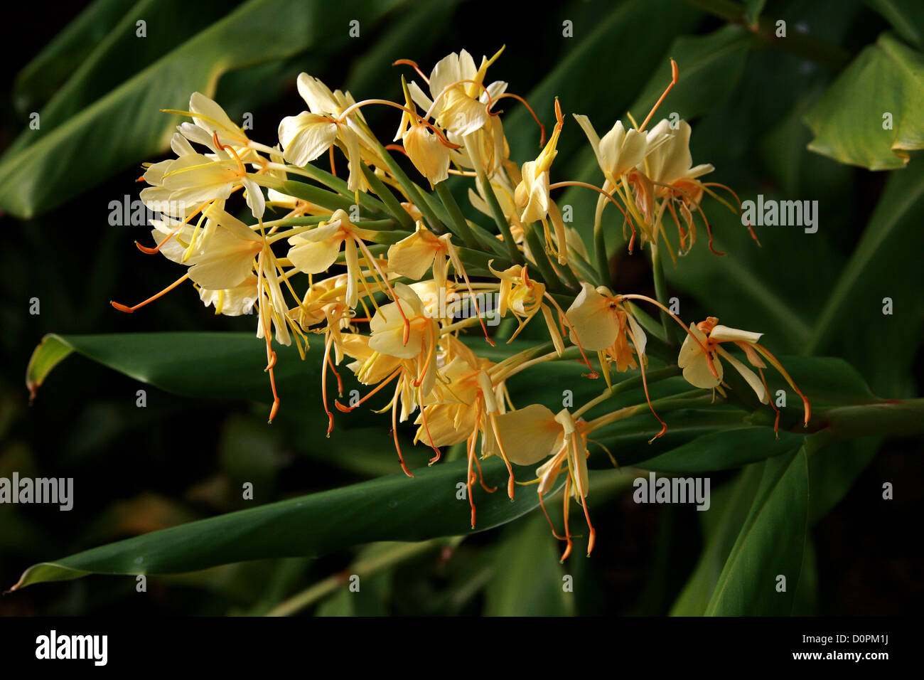 Ginger Flower, Hedychium coronarium x gardnerianum, Zingiberaceae. Garden origin cultivar. Stock Photo