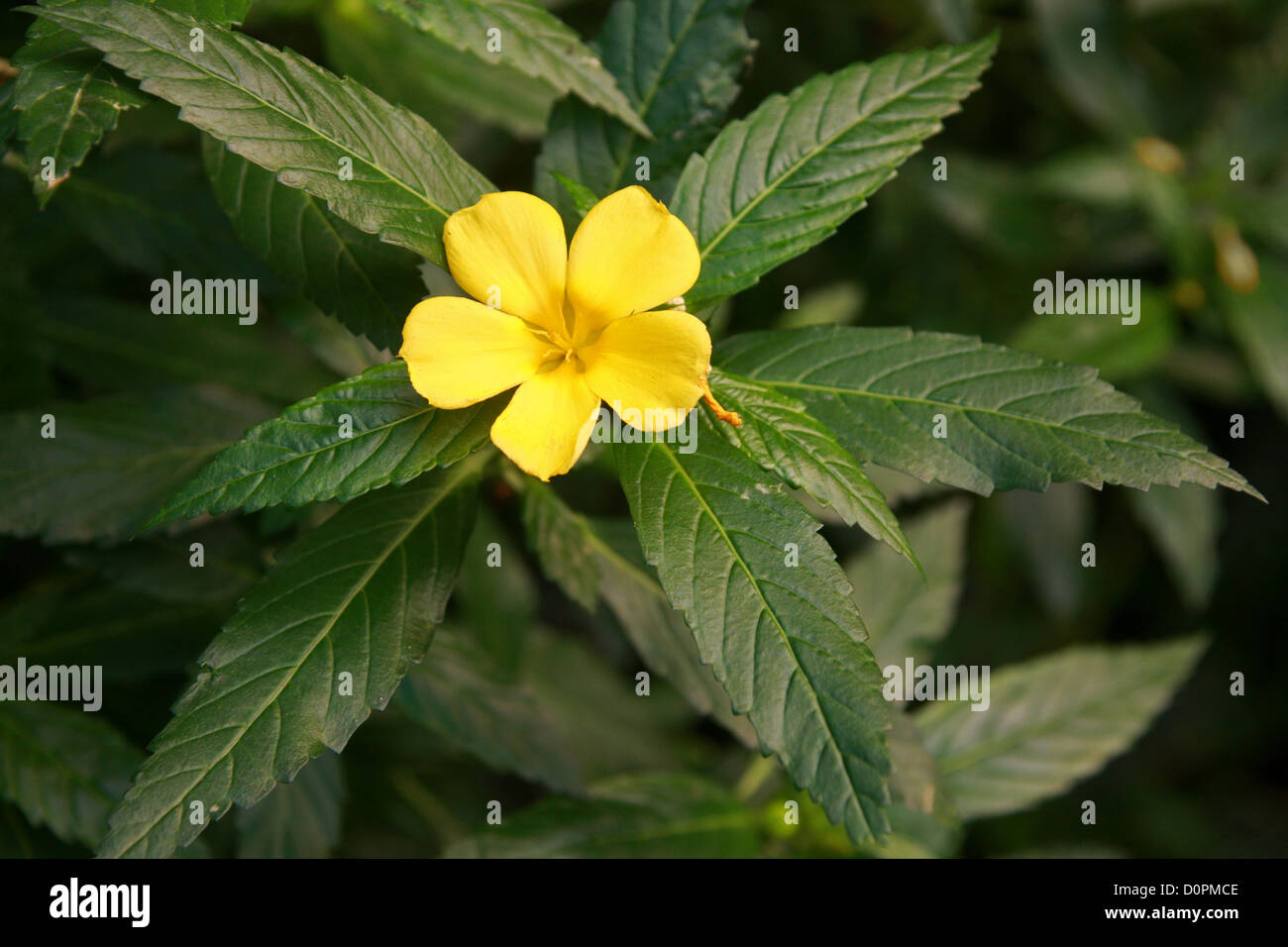 Yellow Himalayan Flax, Reinwardtia cicanoba, Linaceae, Eastern Himalayas, Asia. Stock Photo