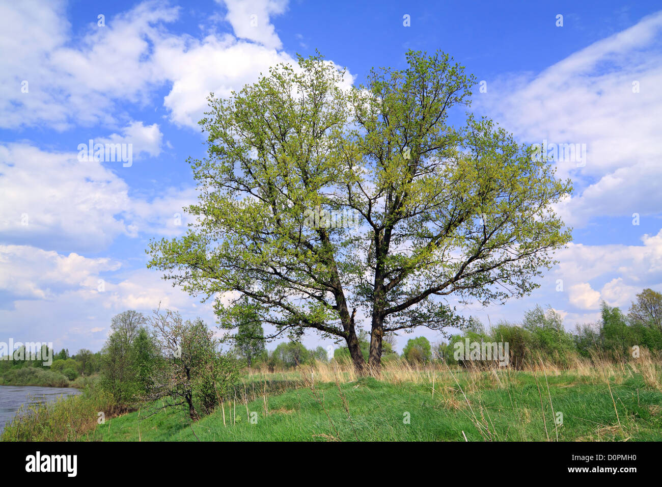 oak on spring field Stock Photo