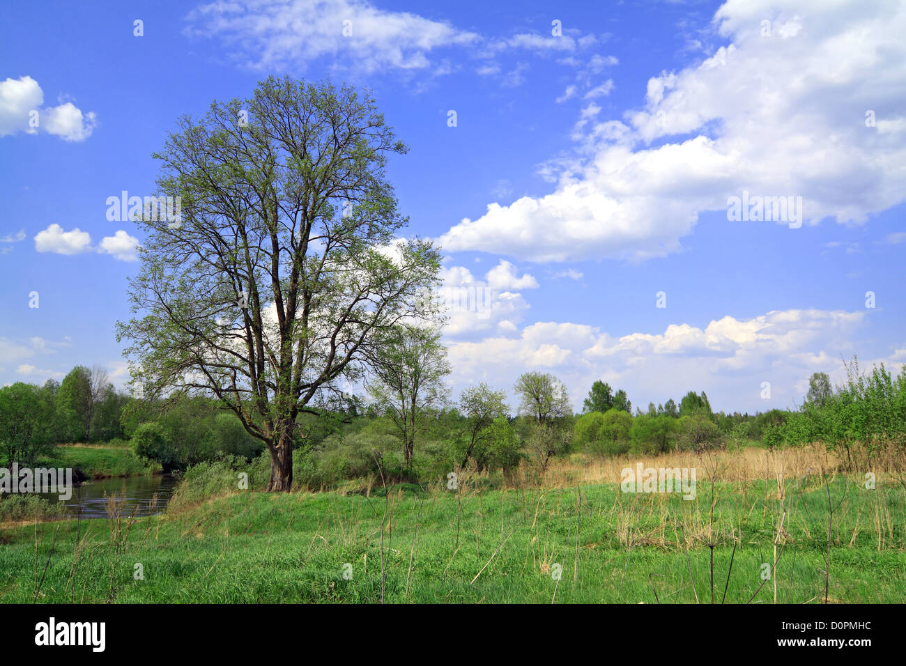 oak on spring field Stock Photo