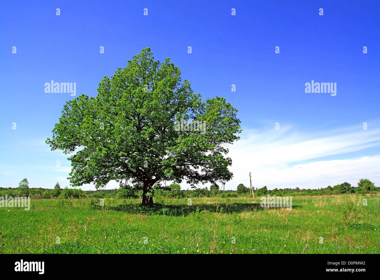 oak on field Stock Photo