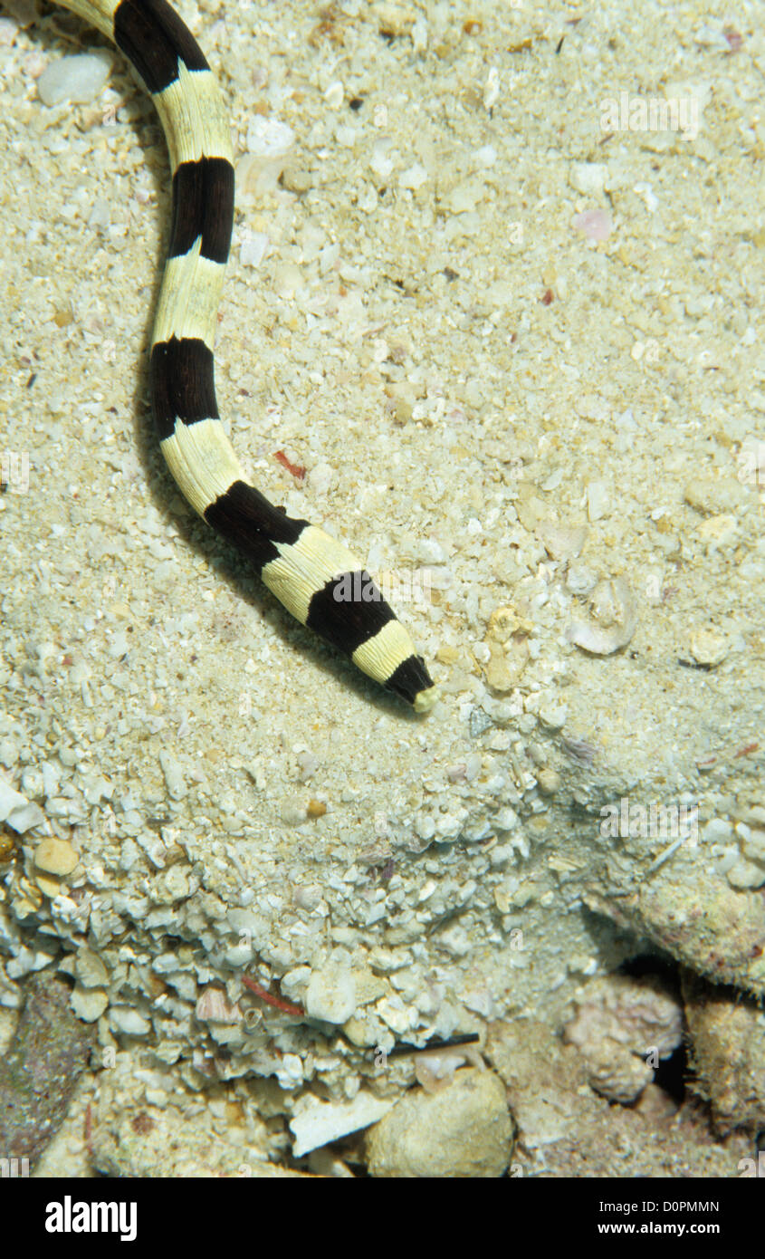 Marine, underwater, snakes, poisonous Stock Photo Alamy