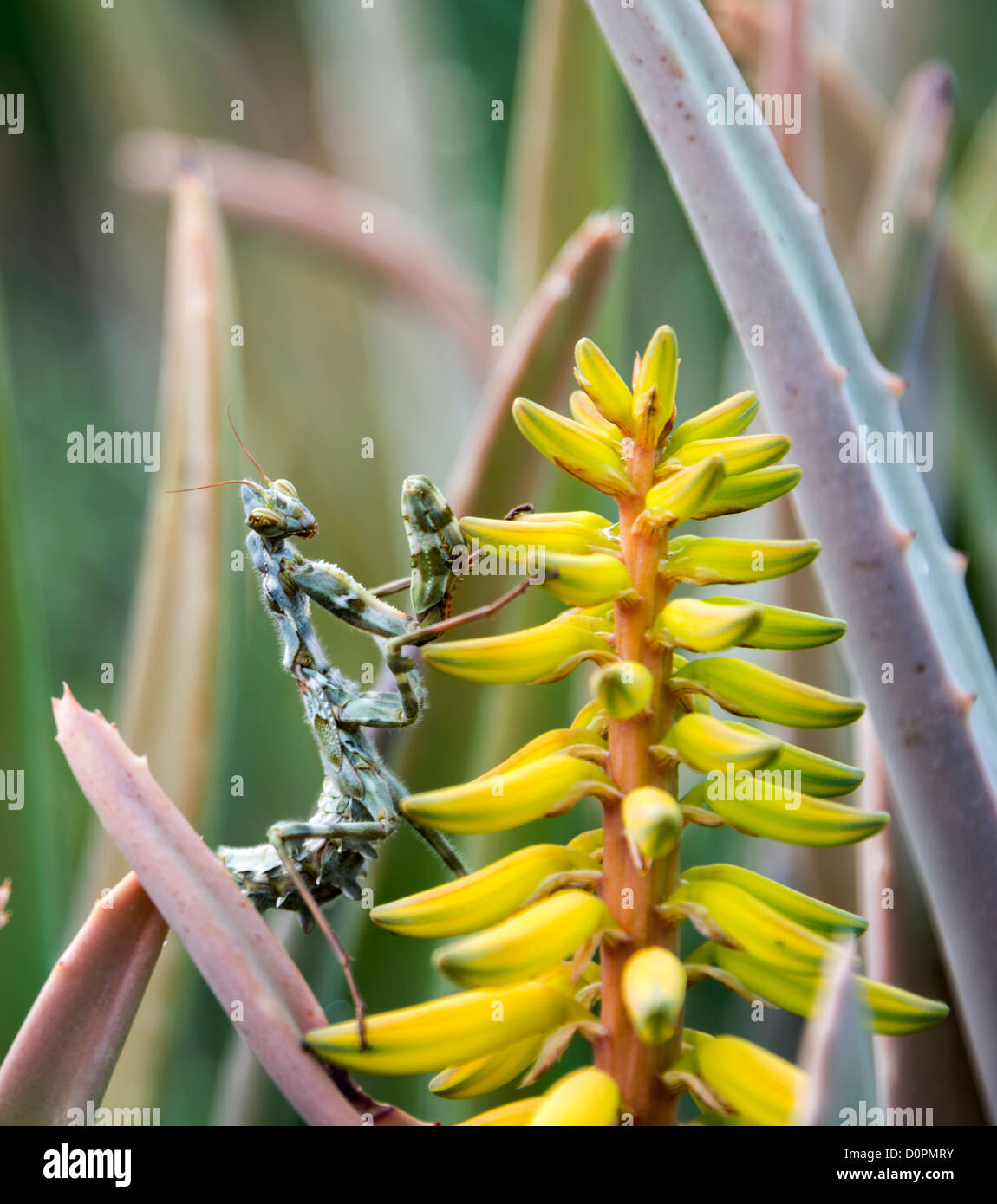 praying mantis on yellow cactus flower on the Spanish island Tenerife Stock Photo