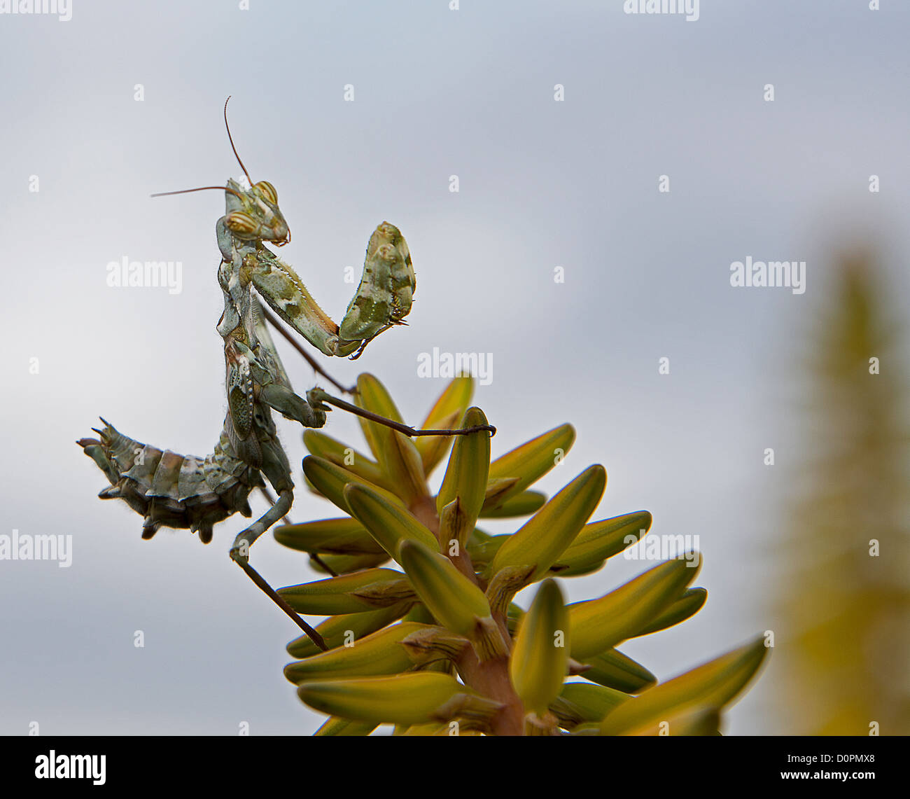 praying mantis on yellow cactus flower on the Spanish island Tenerife Stock Photo