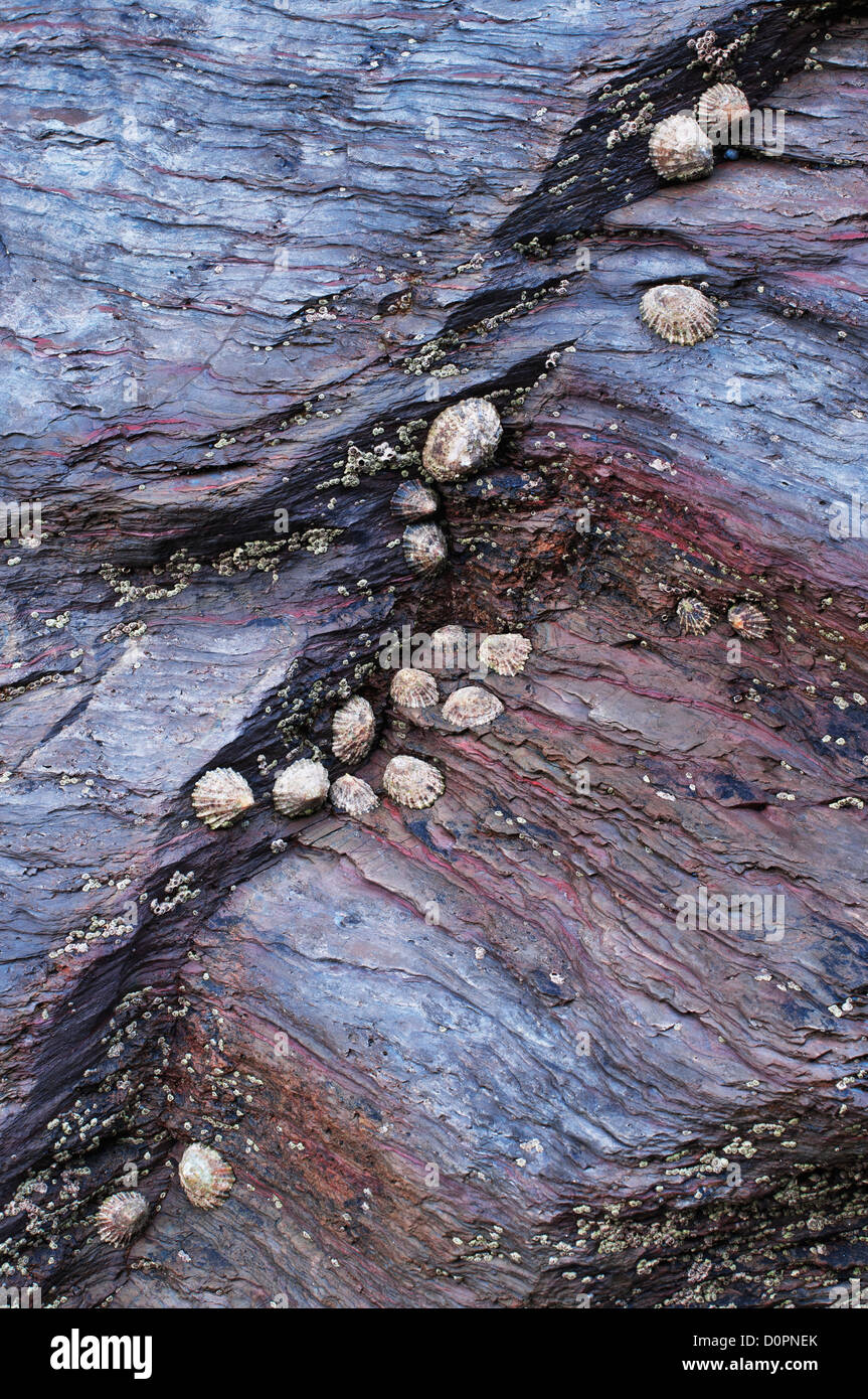 Blue mussels and a limpet cling to a colourful rock, Bedruthan Steps, Cornwall Stock Photo