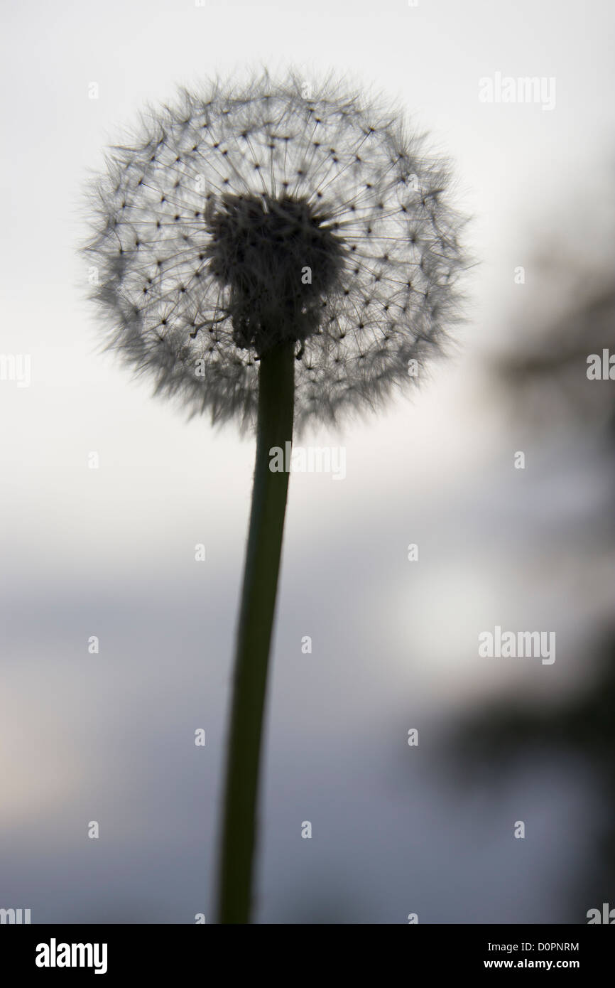 Dandelion shot in contre-jour Stock Photo