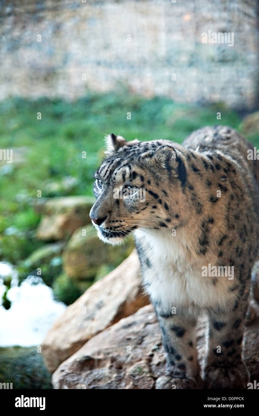 A Snow leopard at Twycross Zoo, UK Stock Photo - Alamy
