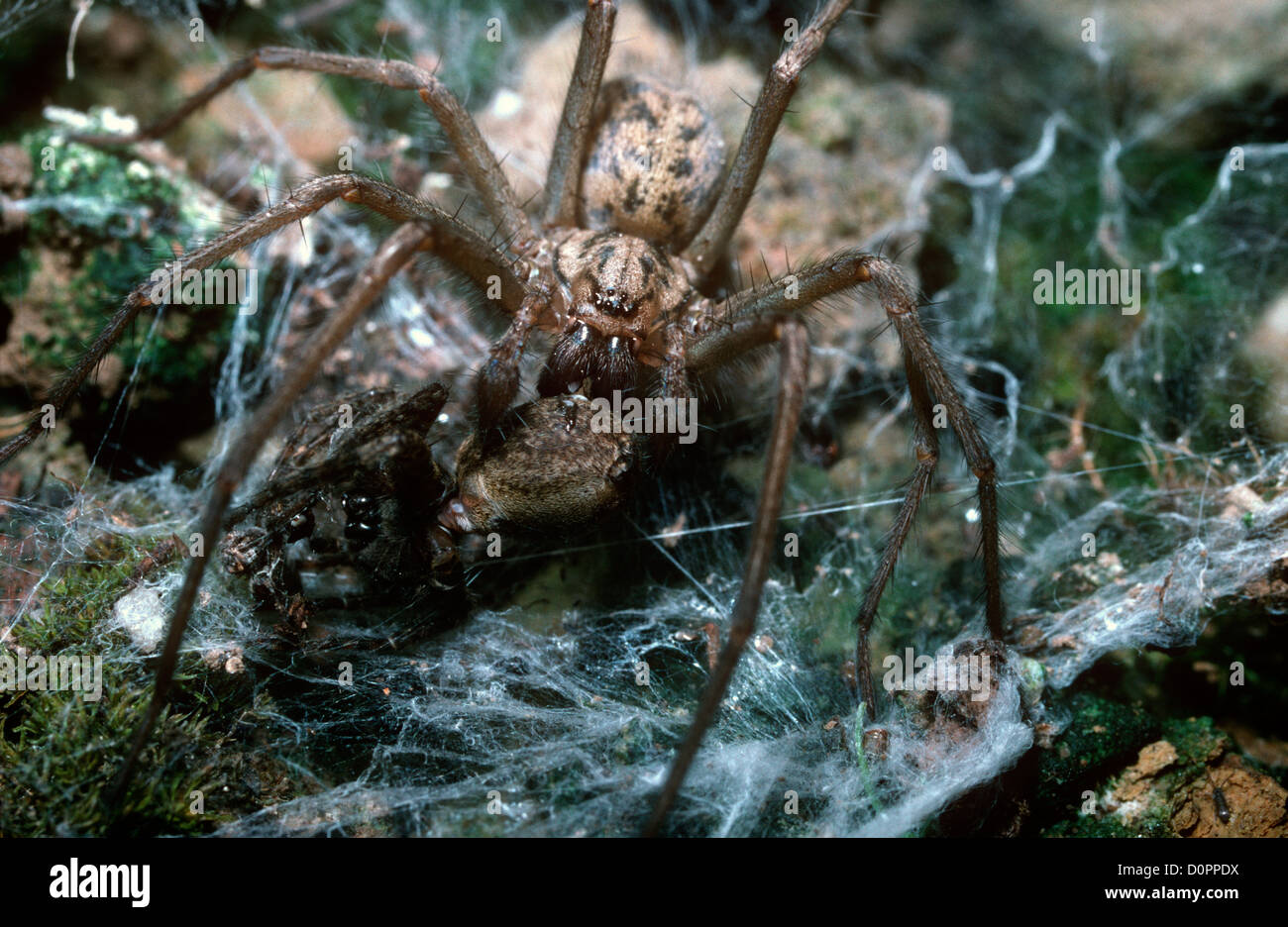 Cobweb spider (Tegenaria duellica: Agelenidae) juvenile male feeding on the corpse of another Tegenaria, UK Stock Photo