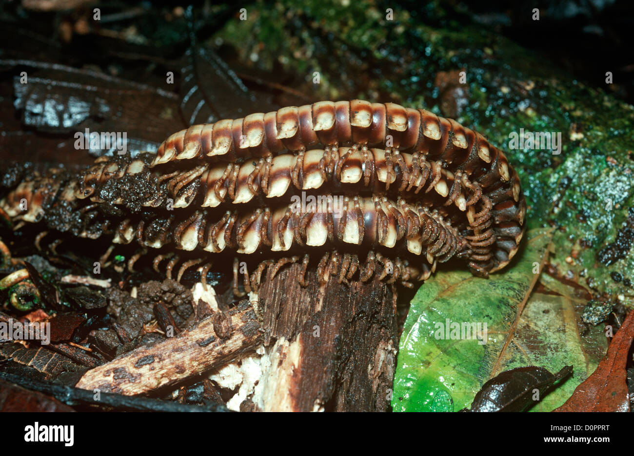 Python / Giant flat-backed millipede (Nyssodesmus python), two males ...