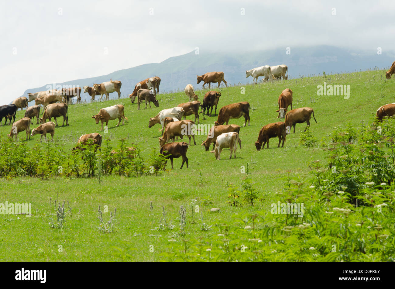 Cows grazing on the green field Stock Photo - Alamy