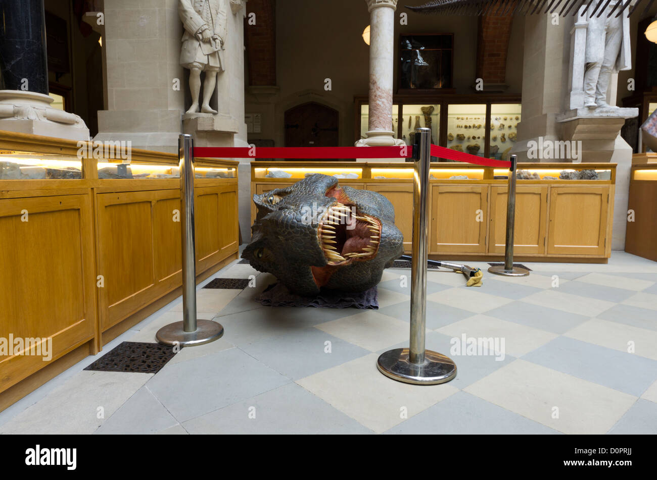 The decapitated head of a Tyrannosaurus rex lies on the floor, cordoned off at the Oxford University Museum of Natural History Stock Photo