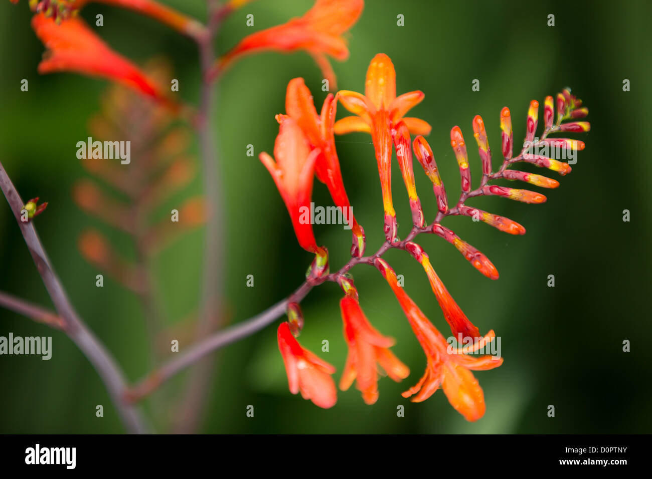 Crocosmia, Milborne Port, Somerset, England, UK Stock Photo