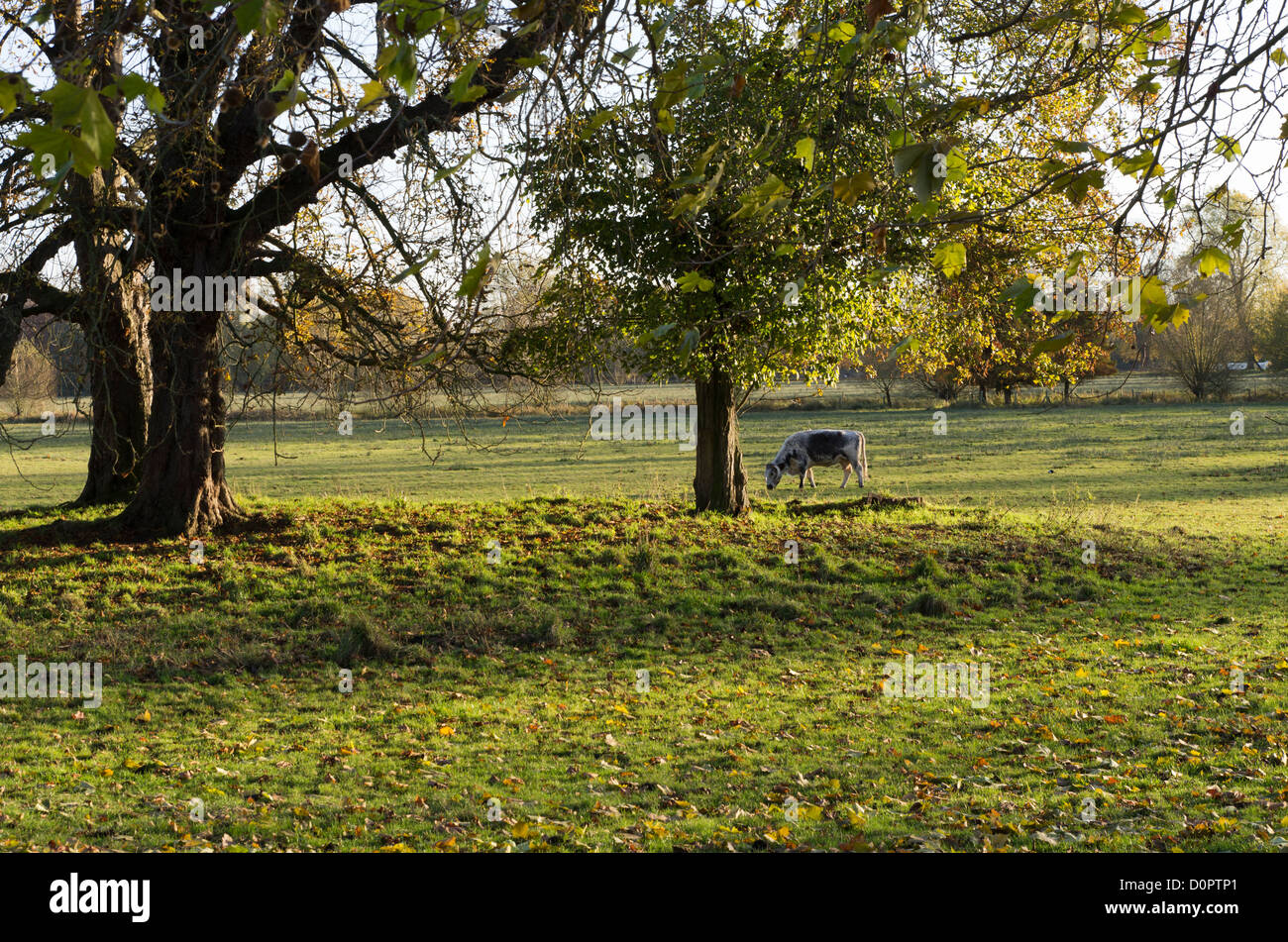 A cow on Christ Church Meadow, Oxford, UK Stock Photo